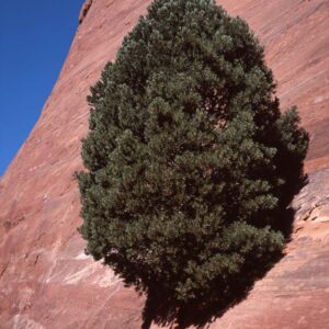 Juniper