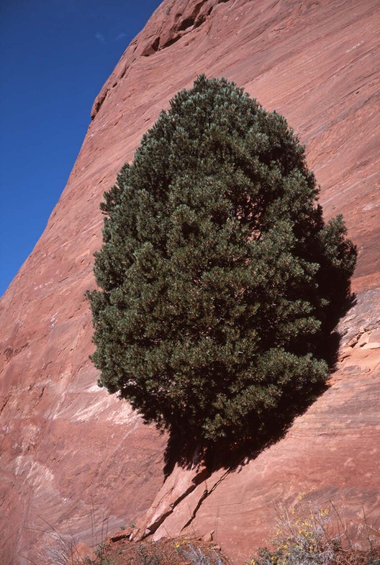 Juniper
