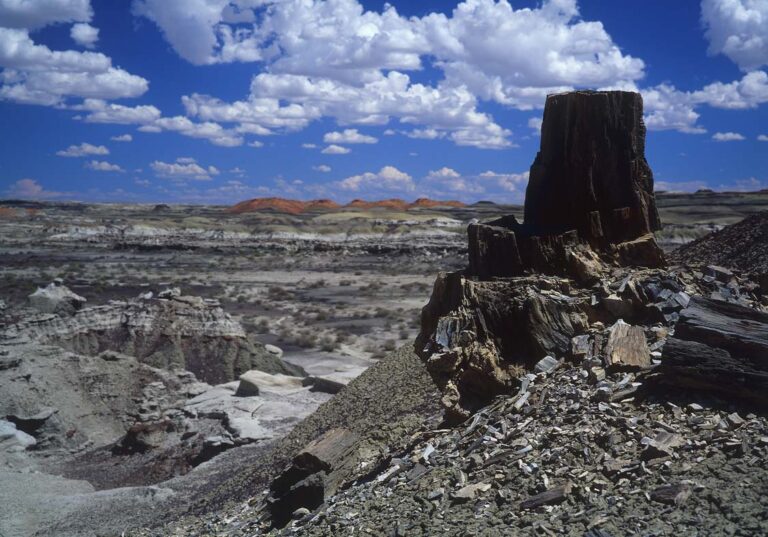 Petrified Tree Stump