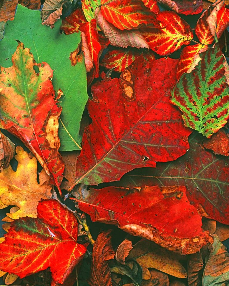 Autumn leaves