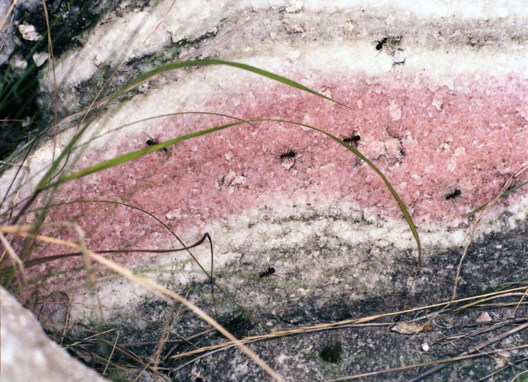 Pink Quartzite