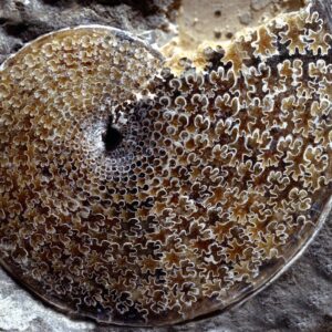 Sphenodiscus Lenticularis