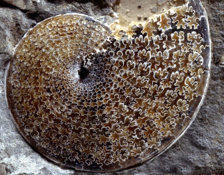 Sphenodiscus Lenticularis