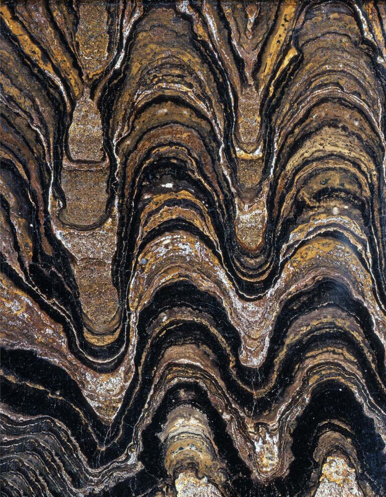 Fossil Stromatolites