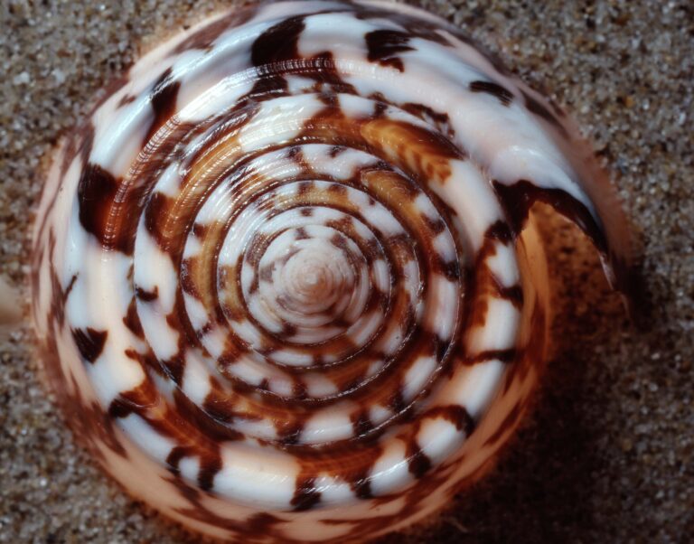 Conus Magus