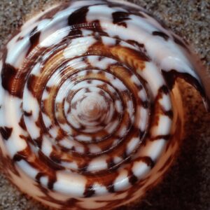 Conus Magus