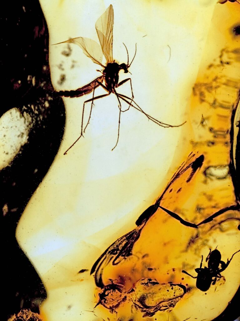 The Mosquito and the Spider