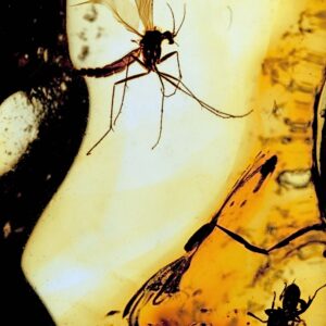 The Mosquito and the Spider