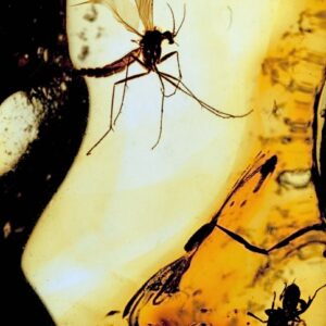 The Mosquito and the Spider