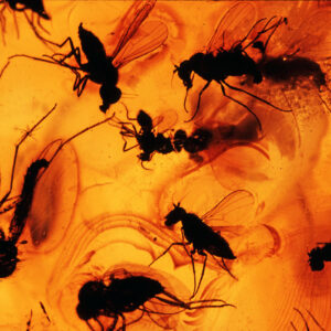 Insects trapped in amber