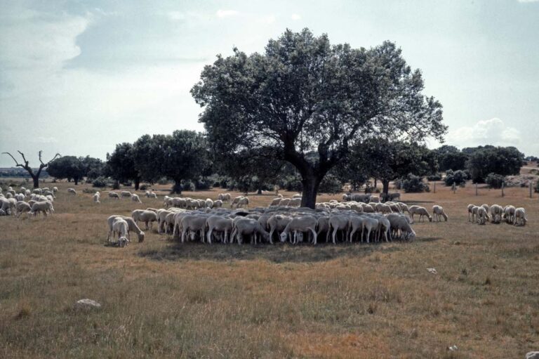Schapenkudde